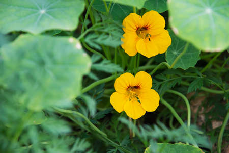 Small yellow flowers in green plant garden, Chiangmai Thailandの写真素材