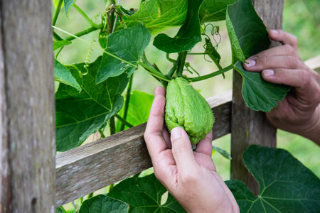 Man in organic chayote garden, Chiangmai Thailandの写真素材