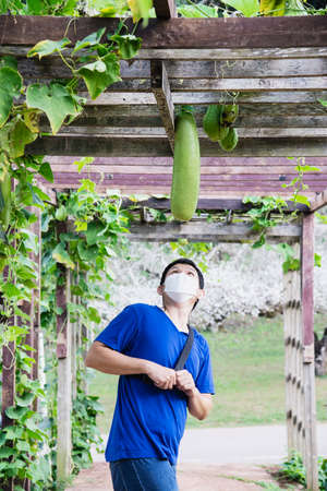 Man in organic long green pumpkin garden, Chiangmai Thailandの写真素材