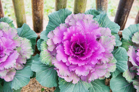 Ornamental cabbage garden, Chiangmai Thailandの写真素材