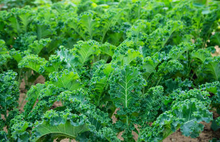 Organic kale garden, Chiangmai Thailandの写真素材