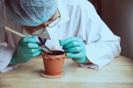 Agricultural scientist is planting maleehuana sproutの写真素材