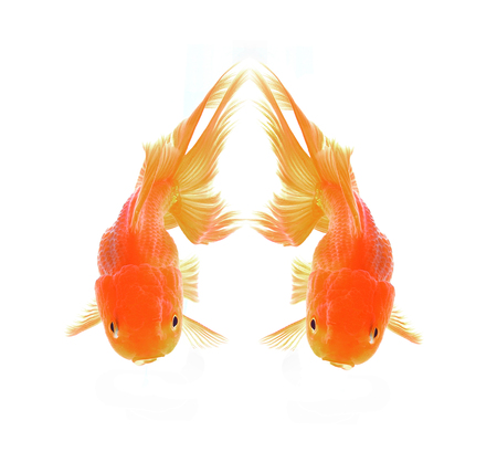 Two Red Goldfish Isolated on White Backgroundの写真素材