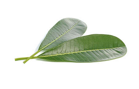 frangipani leaf isolated on white backgroundの写真素材