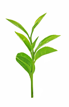 green tea leaf isolated on white backgroundの写真素材