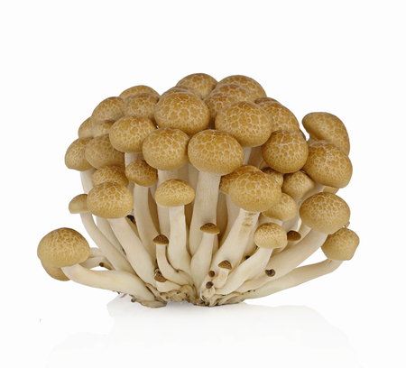 brown beech mushroom isolated on white backgroundの写真素材