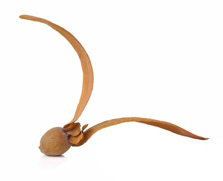 Dipterocarpus alatus seed isolated on the white backgroundの写真素材