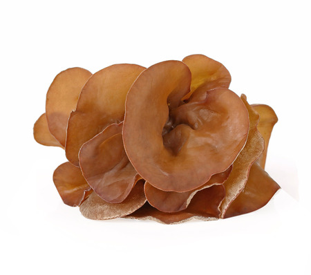 Jew's Ear Mushroom isolated on white.の写真素材