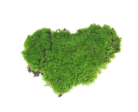 Green moss isolated on white bakgroundの写真素材