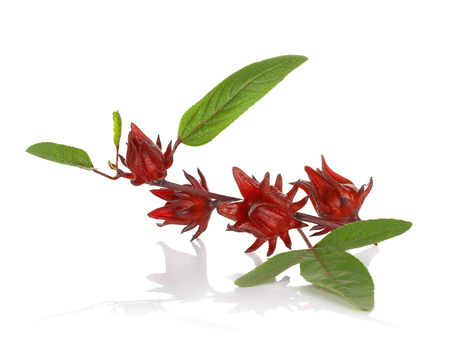 Fresh roselle on white backgroundの写真素材