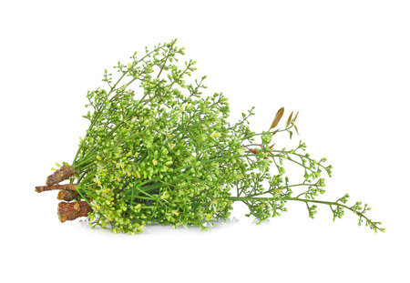 Siamese neem tree, Nim, Margosa, Quinine (Azadirachta indica A. Juss. Var. Siamensis Valeton)の写真素材