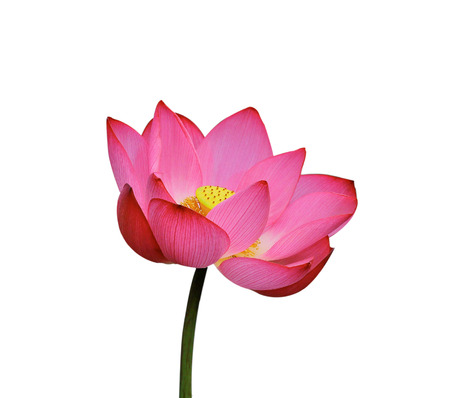 lotus flower on white backgroundの写真素材
