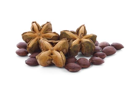 Plukenetia volubilis, commonly known as sacha inchi or Inca peanut.の写真素材