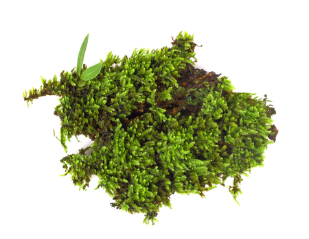 Green moss on white backgroundの写真素材