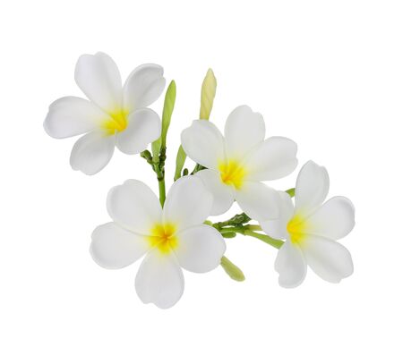 White Frangipani flower isolated on white backgroundの写真素材
