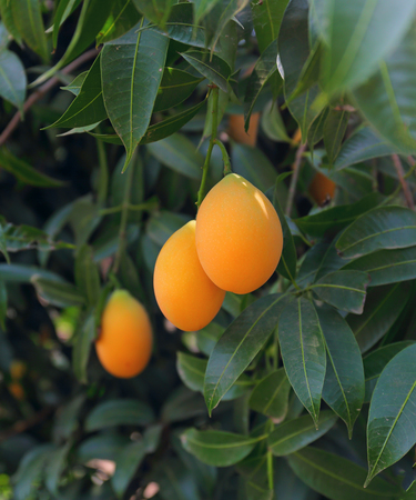 Marian Plum (Plango, Mayongchid, Maprang) On the tree.