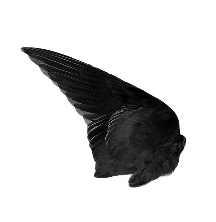 black wings on white backgroundの写真素材