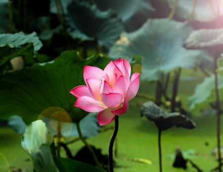 Lotus flower and Lotus flower plantsの写真素材