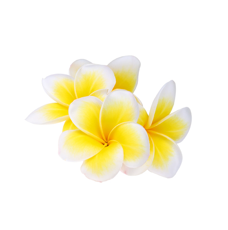 Frangipani flower isolated on white backgroundの写真素材