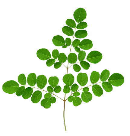 Moringa leaves isolate on white background.の写真素材