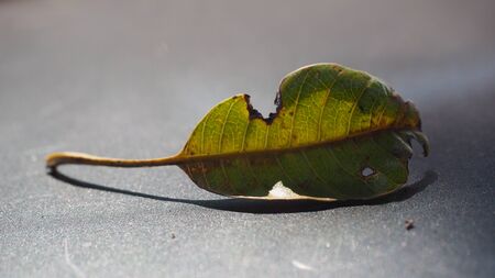 The Leaf of Thailandの写真素材