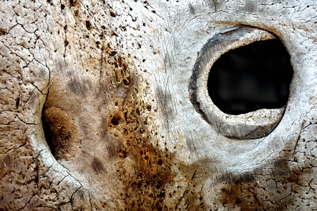 Detail of cracked surface of old coconut shell use as a background or textureの写真素材