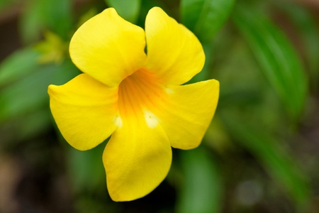 Beautiful golden trumpet in daylightの写真素材