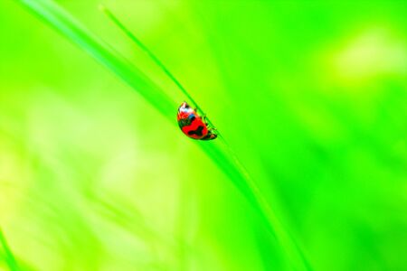 Ladybug walks on grass in a gardenの写真素材