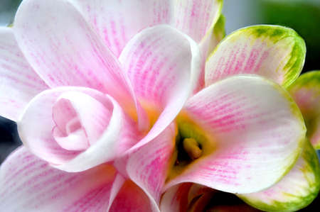 Detail of Siam tulip,Cureuma aeruqinosa Roxb の写真素材