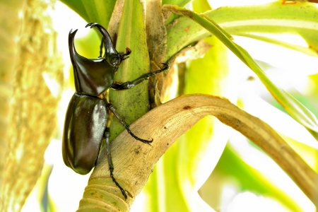 Horn beetle on tree in sunny dayの写真素材