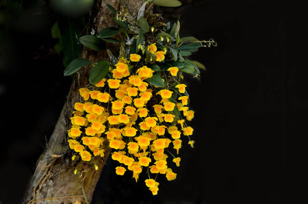 beautiful Dendrobium lindleyi grow on mango treeの写真素材