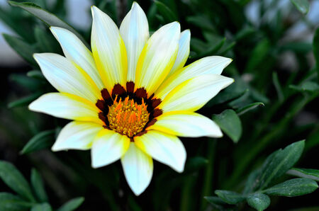 lovely white-yellow gazania flower の写真素材