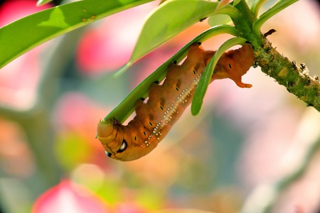 brown gardinia hawk moth eating desert rose leafの写真素材