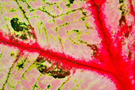 Close-up of a caladuim leaf, use as background or textureの写真素材