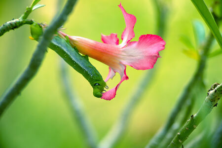 green gardinia hawk moth eating desert rose flowerの写真素材