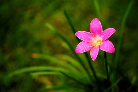 Beautiful rain lily flower