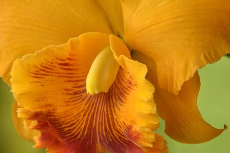 close-up of beautiful yellow- red cattleya flower sideviewの写真素材