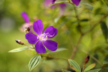 Lasiandra Princess flower in the gardenの写真素材