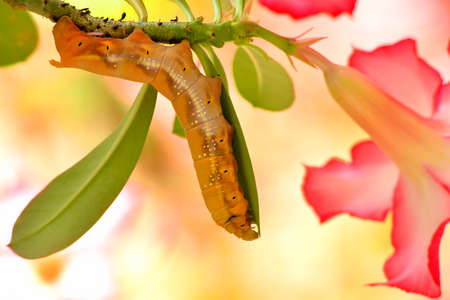 brown gardinia hawk moth eating desert rose leafの写真素材