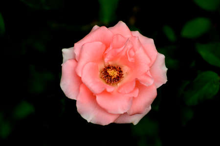 close up of a silky pink rose