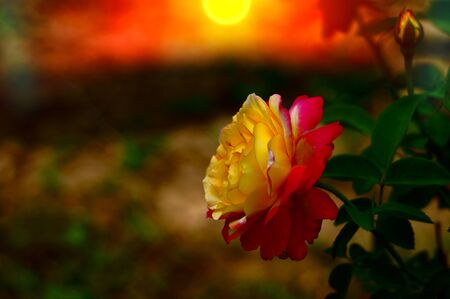 double delight rose in the moon lightの写真素材