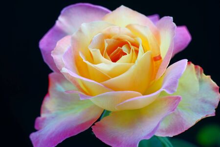 close up of a vivid double delight roseの写真素材