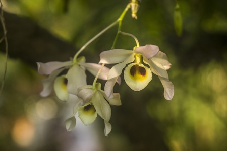dendrobrium signatum.flowers on natural shiny backgroundの写真素材