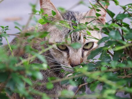 Looks like a tigerの写真素材