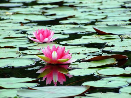 Reflection of the lotusの写真素材