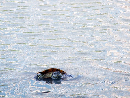 Turtle emerged from the water