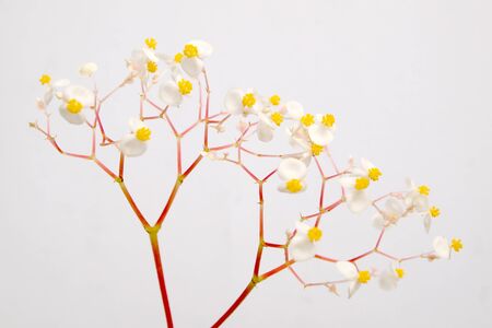 The beauty of the flowersの写真素材