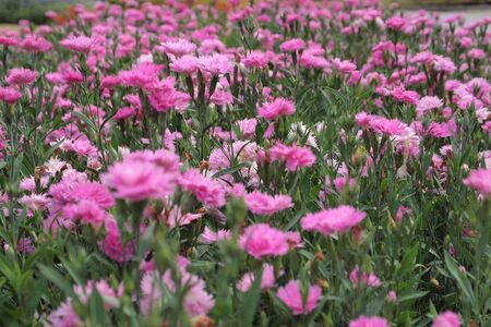 Flower gardenの写真素材