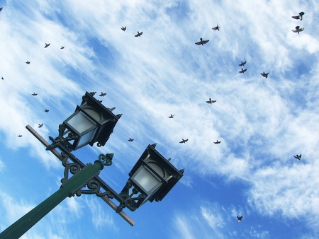 Birds filled the skyの写真素材