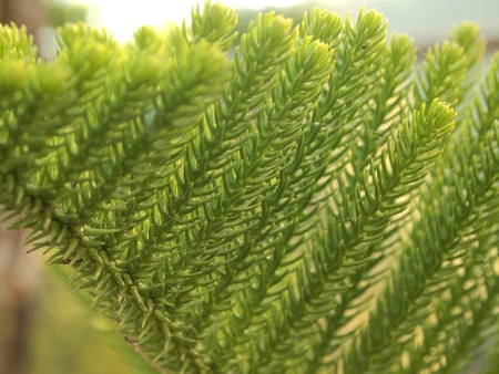 The leaves of pineの写真素材